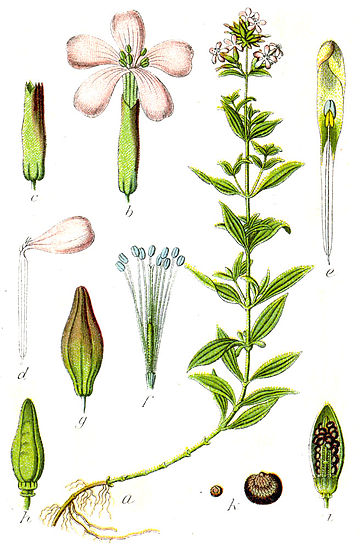 Estructura de flor