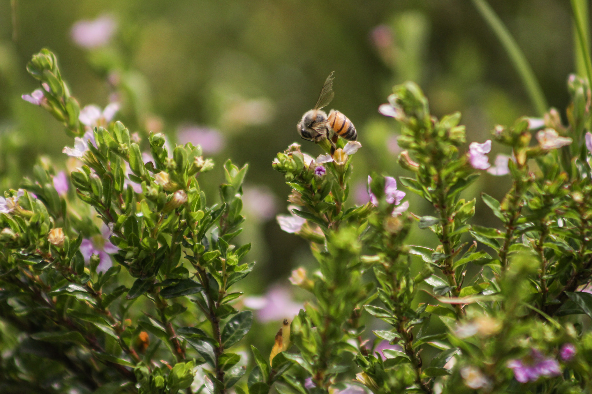 abeja