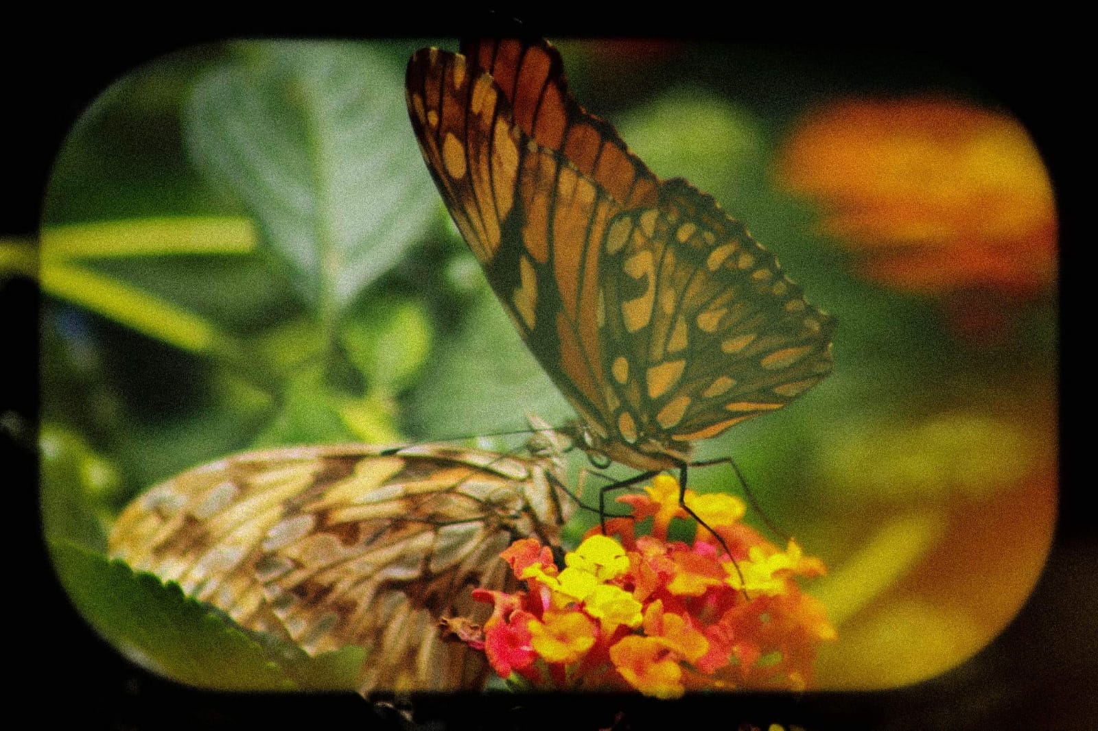 Mariposa