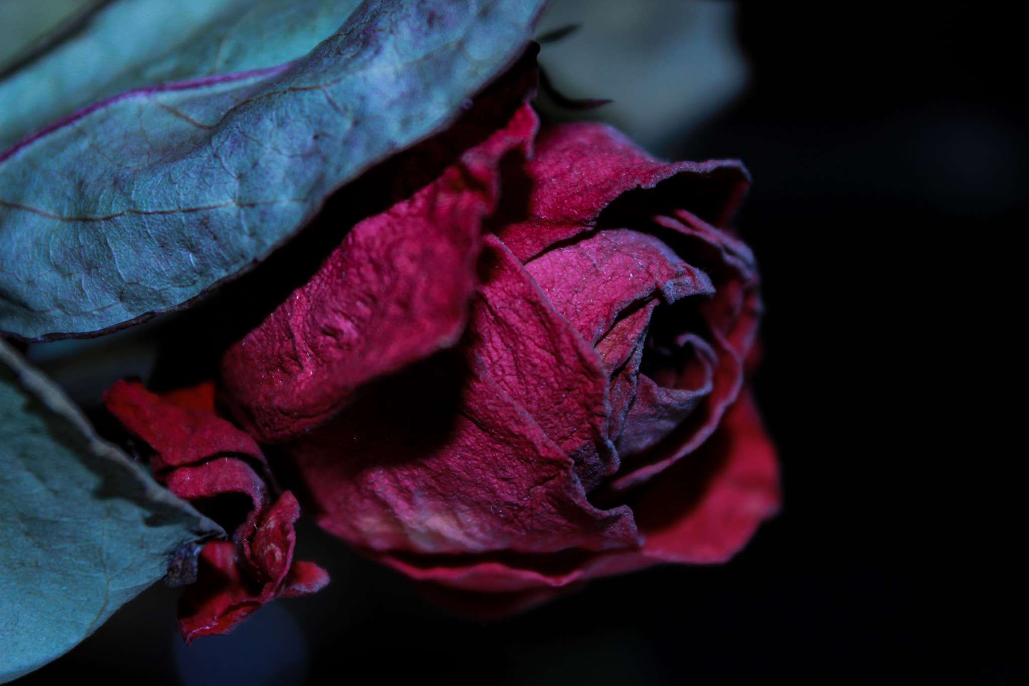 rosa